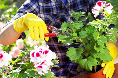 Gardener starting hedge trimming in a residential front garden