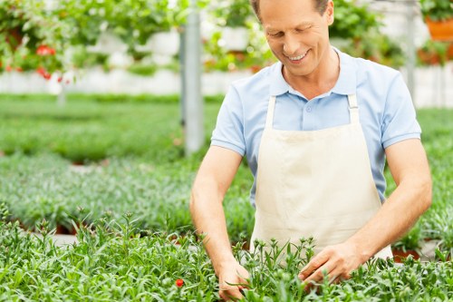 A man in a light blue shirt and beige apron is working in a lush outdoor garden, tending to a dense bed of small green plants with reddish buds, possibly young flowering shrubs or herbs. The garden features a well-maintained grassy lawn in the foreground, with the vibrant green grass showing a dense, healthy texture. In the background, there are tall trees and a garden structure, such as a greenhouse or polytunnel, indicating an organized horticultural space typical of a professional gardening environment in Yiewsley. The scene is bathed in natural daylight, suggesting clear weather, and the overall setting appears tidy and cultivated, reflecting the scope of services offered by Hedge Trimming Yiewsley in outdoor garden maintenance, including planting, trimming, and general landscaping. The image captures a moment of active gardening, emphasizing the care and attention given to garden plants, consistent with local gardening and hedge trimming services in the Yiewsley area. In this outdoor space, the combination of lush greenery, cultivated soil, and organized plant beds highlights the professional approach to gardening and landscaping typical of the region.