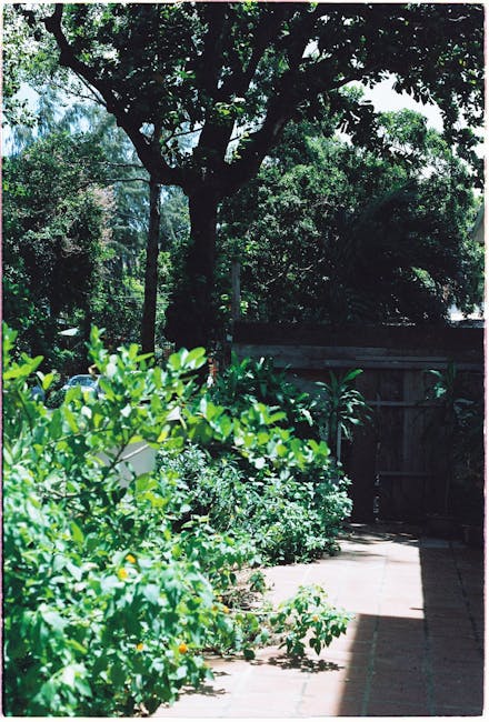 A lush backyard garden scene featuring a variety of greenery. In the foreground, vibrant green bushes with shiny leaves are visible, some bearing small orange fruit. A paved pathway runs along the rig